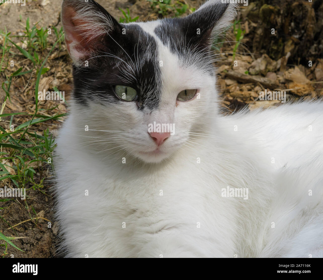 Porträt einer Katze mit schwarzen und weißen Gesicht Stockfoto