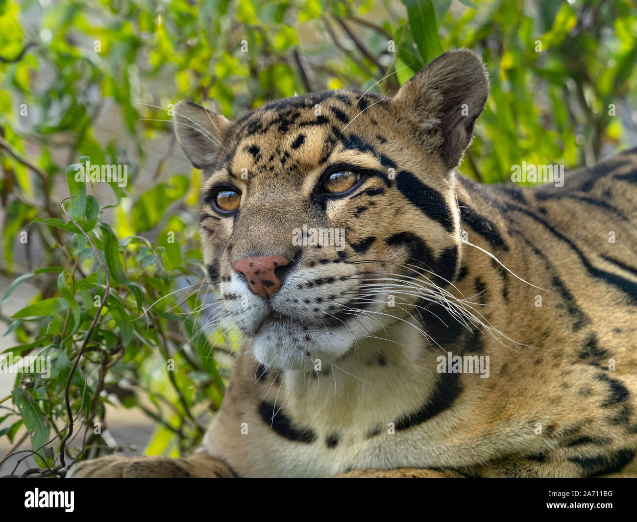 Nebelparder Neofelis nebulosa Captive portrait Stockfoto