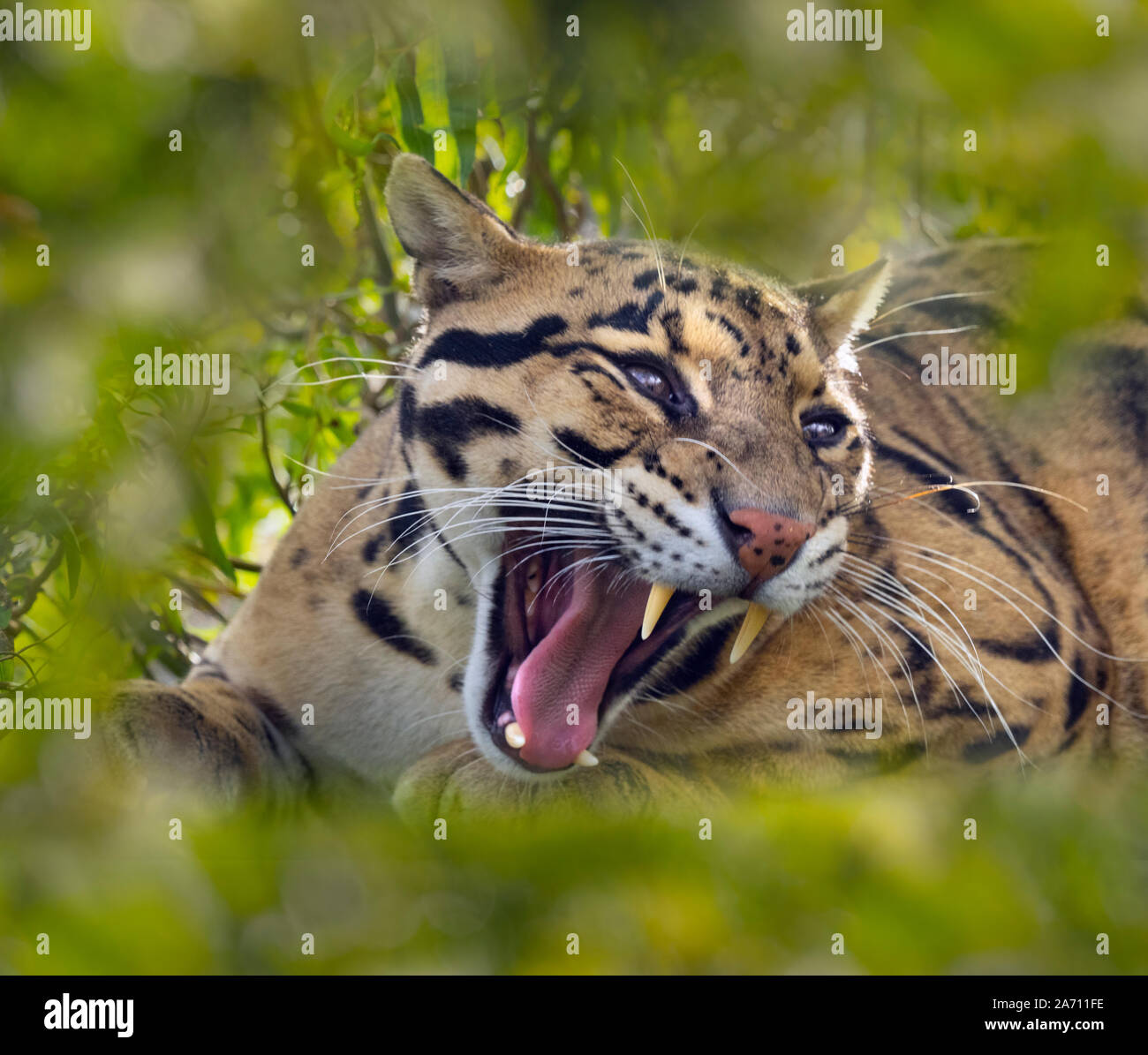 Nebelparder Neofelis nebulosa Captive portrait Stockfoto