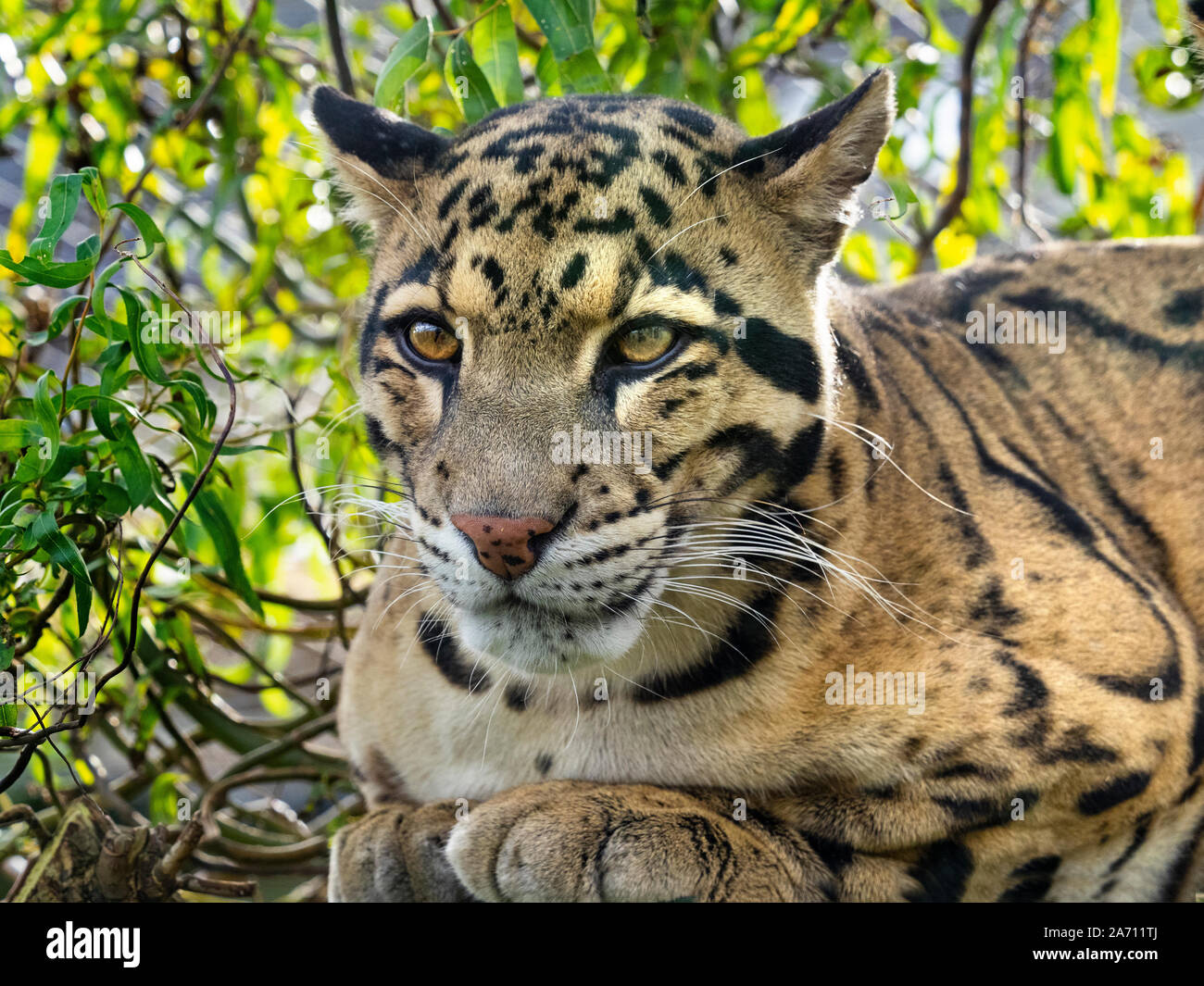 Nebelparder Neofelis nebulosa Captive portrait Stockfoto