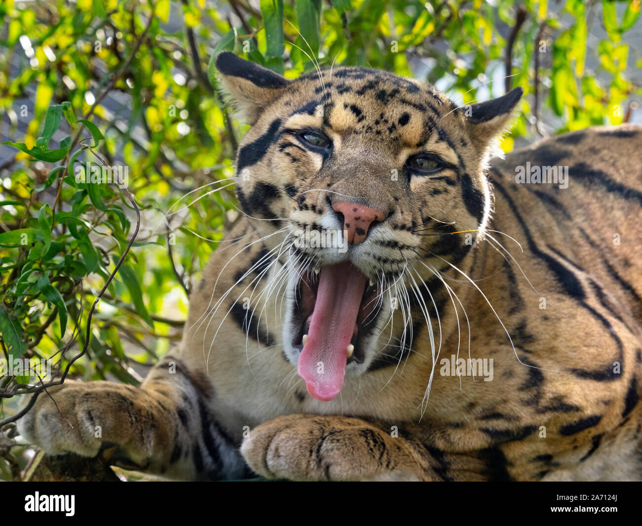 Nebelparder Neofelis nebulosa Captive portrait Stockfoto