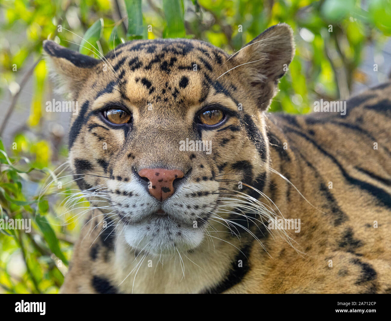 Nebelparder Neofelis nebulosa Captive portrait Stockfoto