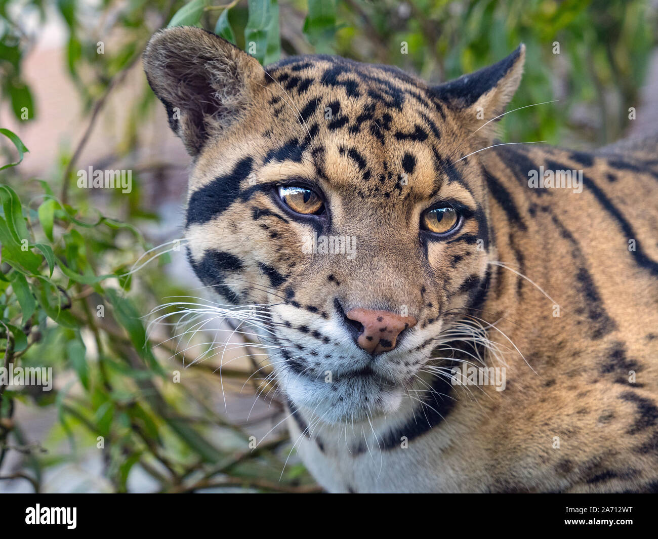 Nebelparder Neofelis nebulosa Captive portrait Stockfoto