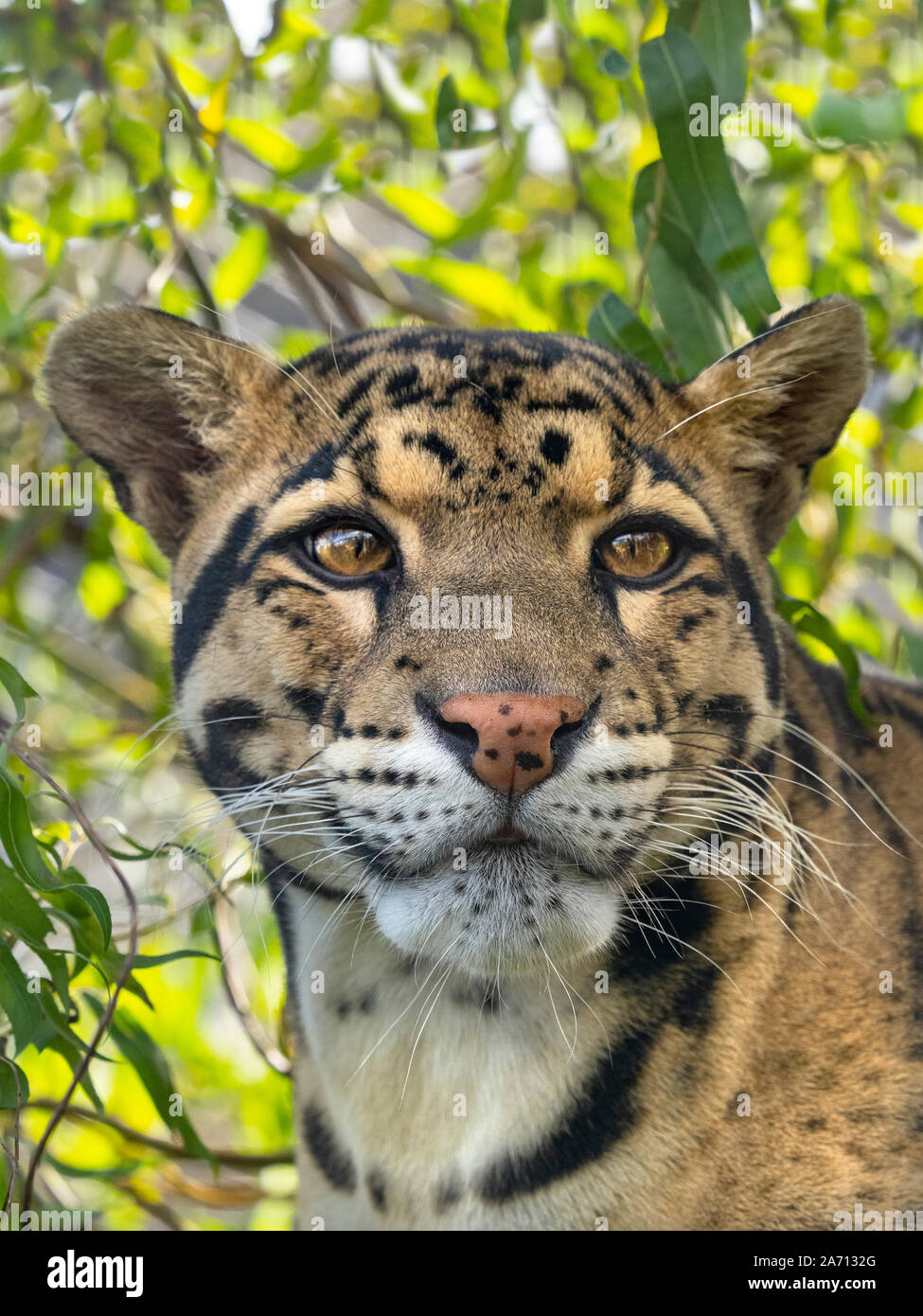 Nebelparder Neofelis nebulosa Captive portrait Stockfoto
