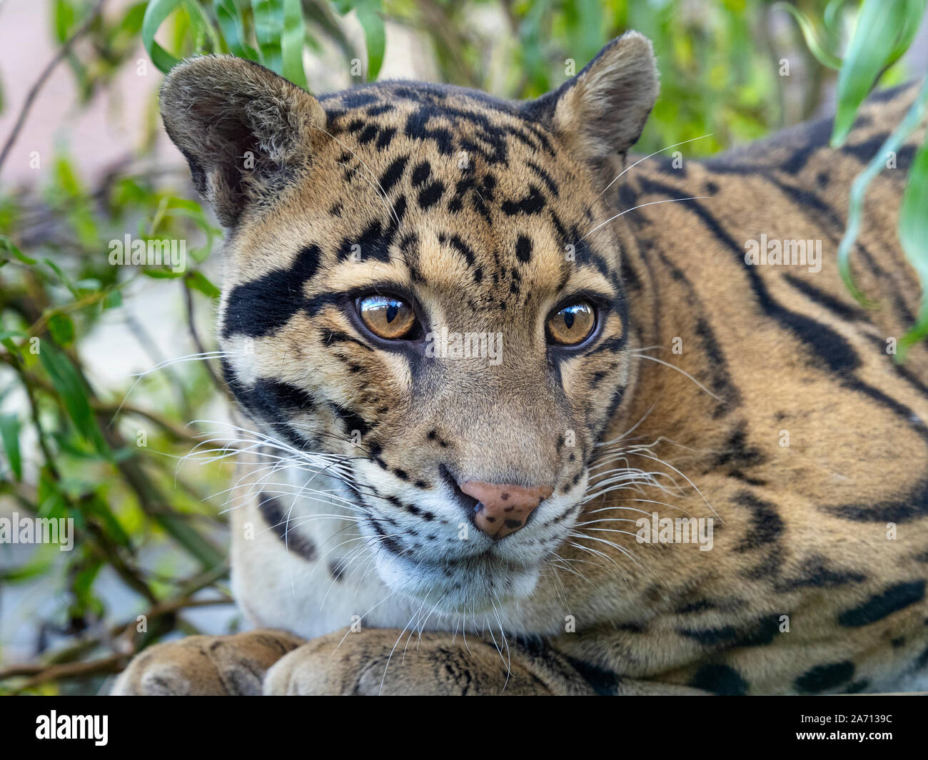 Nebelparder Neofelis nebulosa Captive portrait Stockfoto