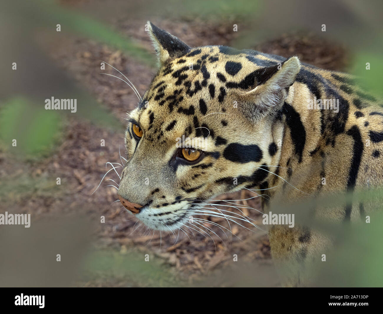 Nebelparder Neofelis nebulosa Captive portrait Stockfoto