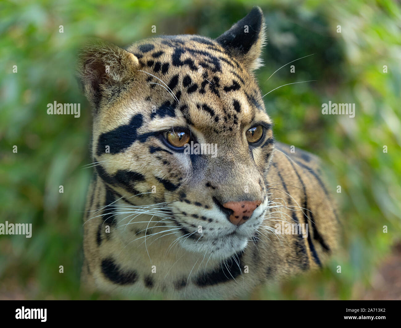 Nebelparder Neofelis nebulosa Captive portrait Stockfoto