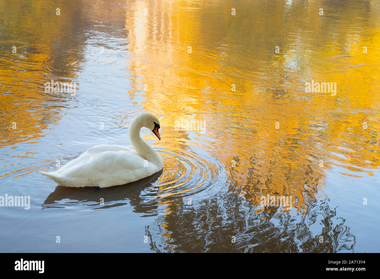 Cygnus olor. Mute swan auf dem Fluss Avon am frühen Morgen Herbst Licht. Stratford-upon-Avon, Warwickshire, England Stockfoto