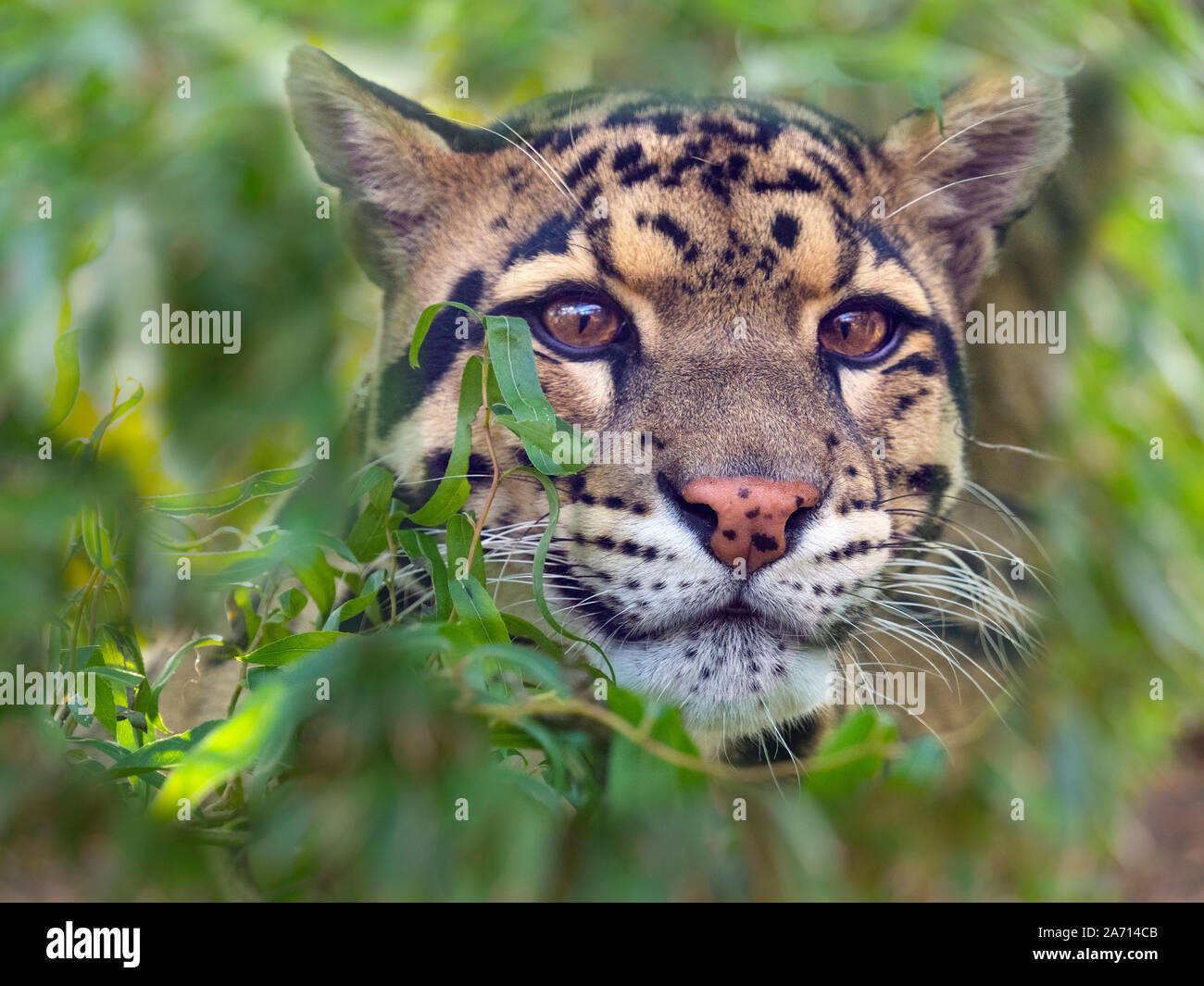 Nebelparder Neofelis nebulosa Captive portrait Stockfoto