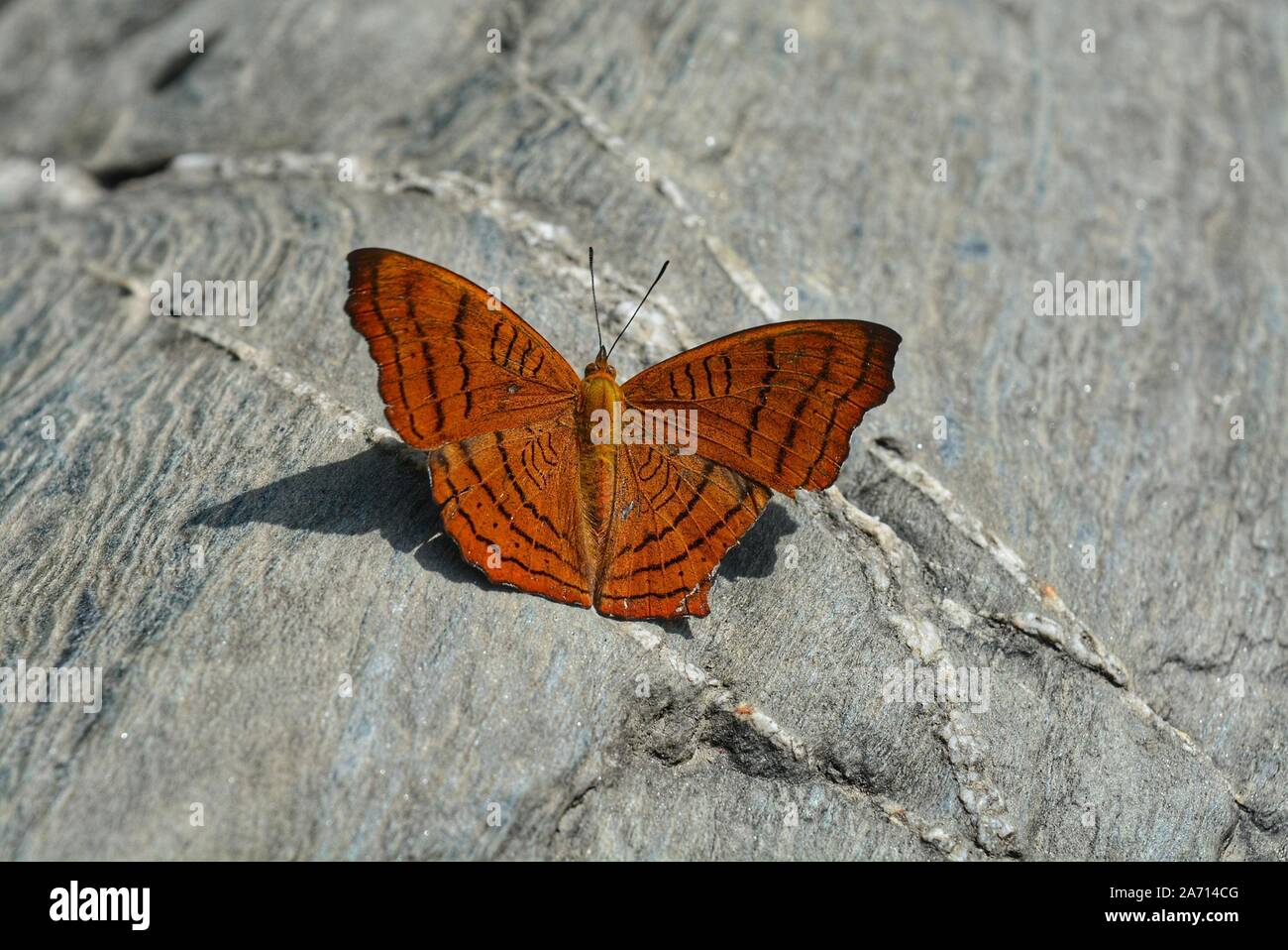 Diese erstaunlichen Butterfly Bilder während meiner Reisen nach Himachal Pradesh erfasst Stockfoto