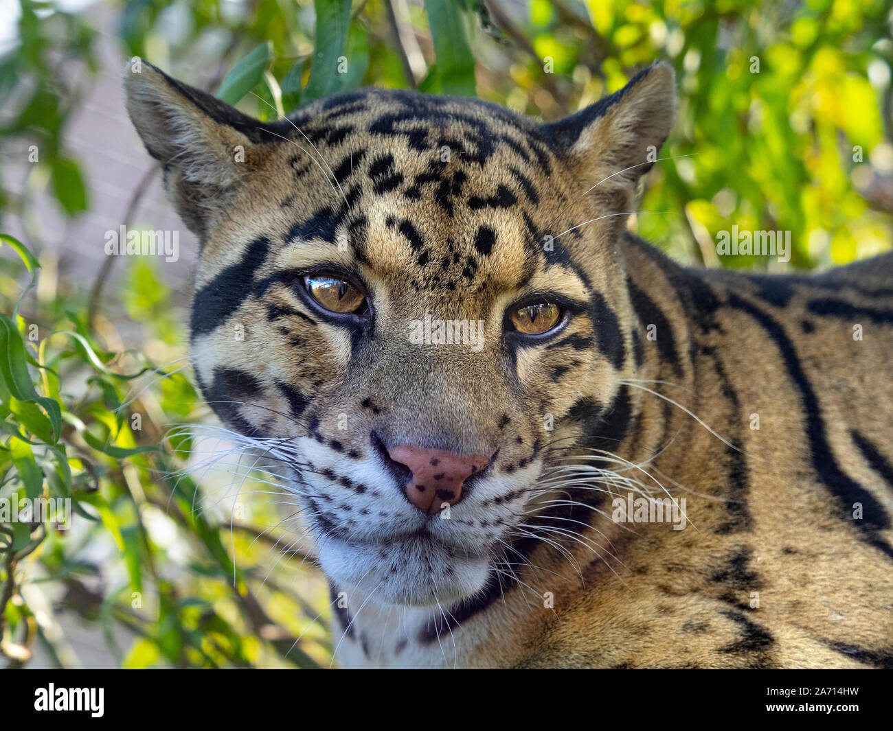 Nebelparder Neofelis nebulosa Captive portrait Stockfoto