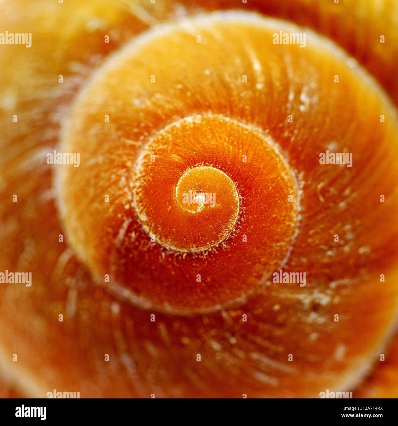 Gehäuse einer Seeschnecke in Nahaufnahme Stockfoto