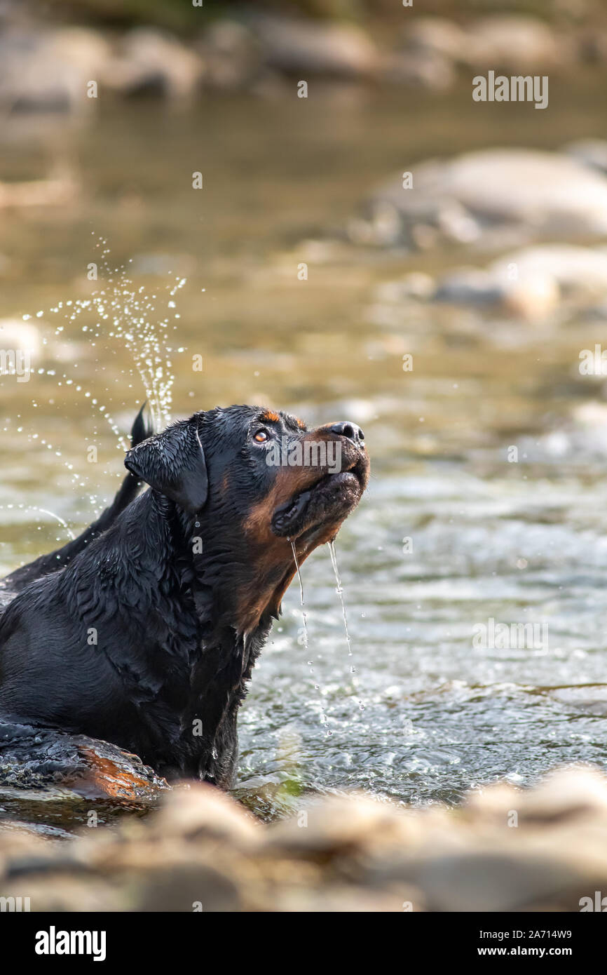 Rottweiler Hund Spaß im Fluss holen und Spielen im Wasser Stockfoto