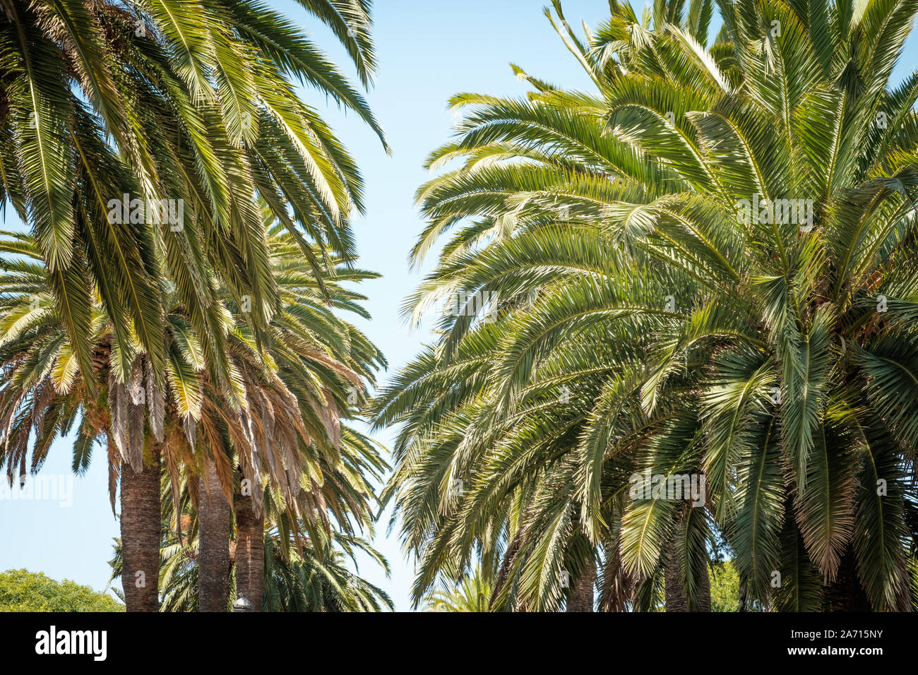 Palmen und Himmel - Palm Tree Gasse weg Stockfoto