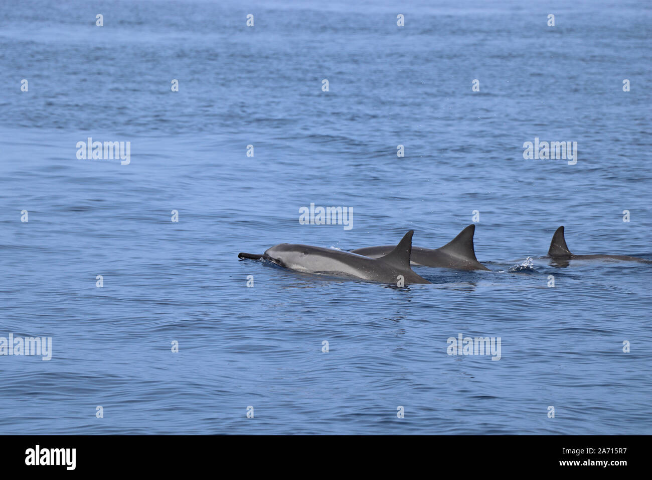 Delphinen schwimmen im Meer in Hawaii Stockfoto