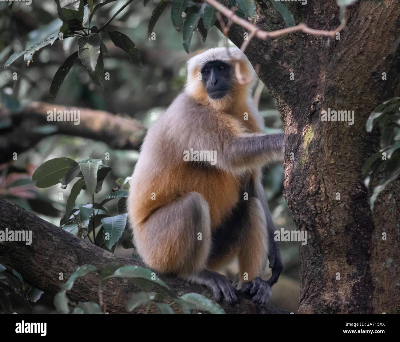 Indische Langur thront auf einem Baum in die Kamera schaut Stockfoto
