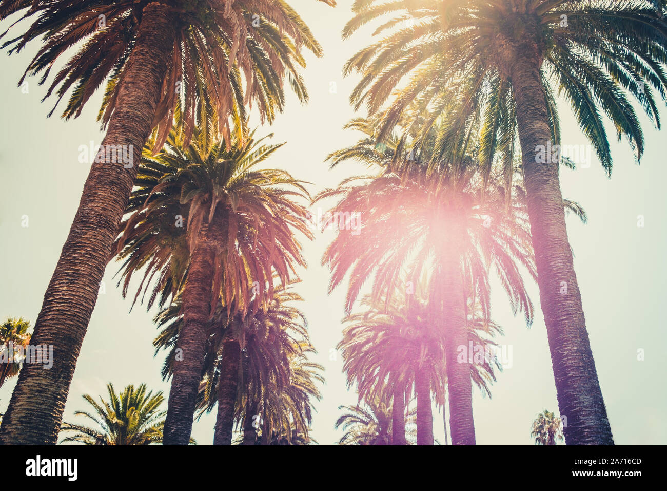 Palmen und Himmel - Palm Tree Gasse weg Stockfoto