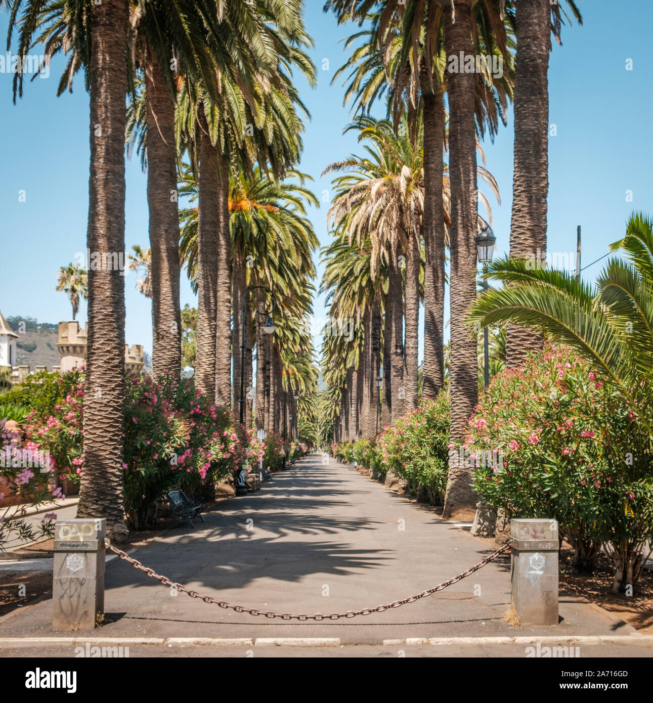 Sidewalk Gehweg unter Palmen - Palm Tree Gasse weg - Stockfoto