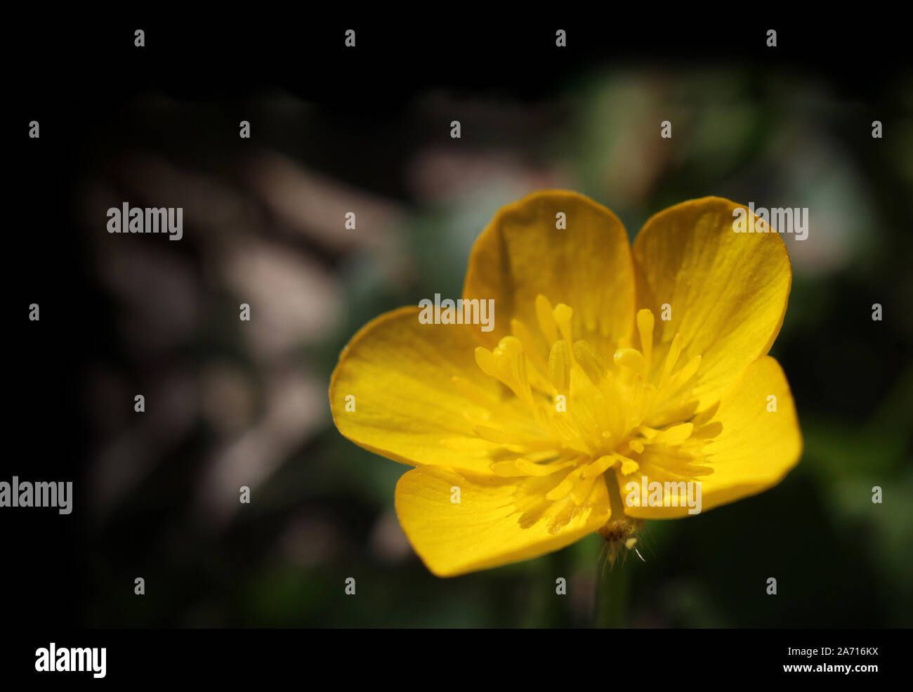 Eine einzelne helle gelbe Butterblume Blume gegen eine natürliche Dunkle unscharfen Hintergrund, mit kopieren. Ranunculus acris. Stockfoto