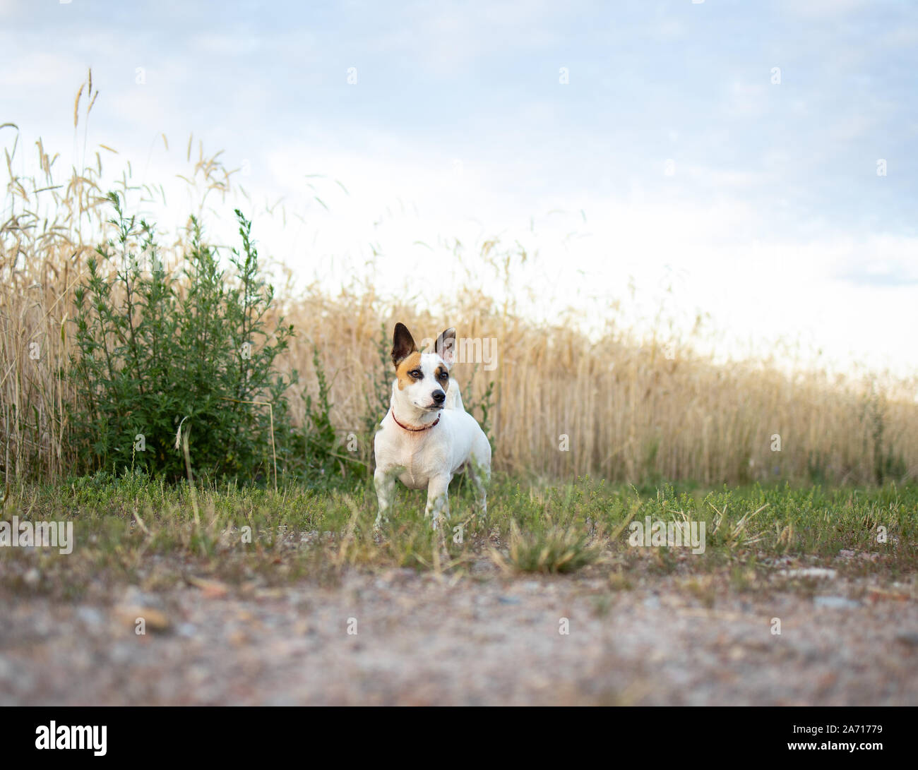 Hund, Hund in das Feld Stockfoto