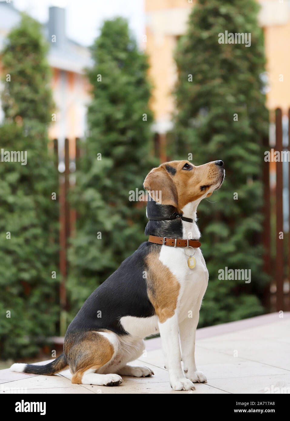 Portrait von Beagle Hund, schöne beagle Hund Stockfoto
