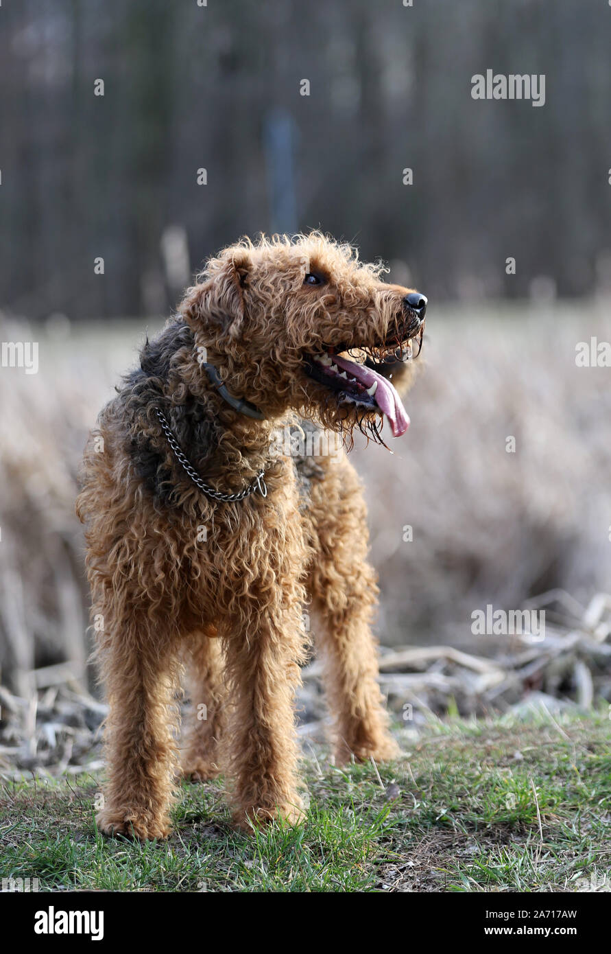 Hund auf Gras, Airedale Terrier, portrait Hund, Hund im Park Stockfoto