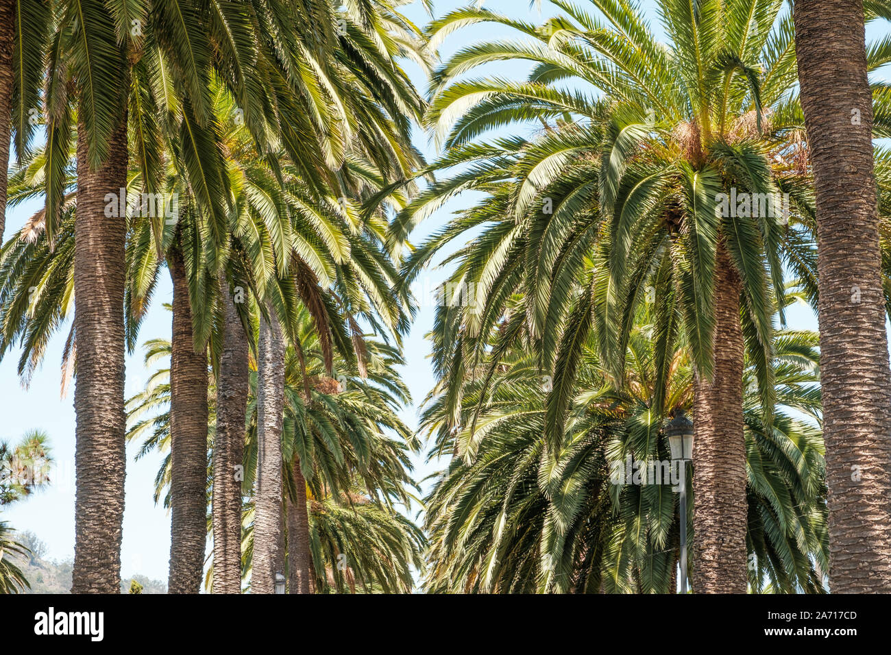 Palmen und blauem Himmel - Palm Tree Gasse weg - Stockfoto