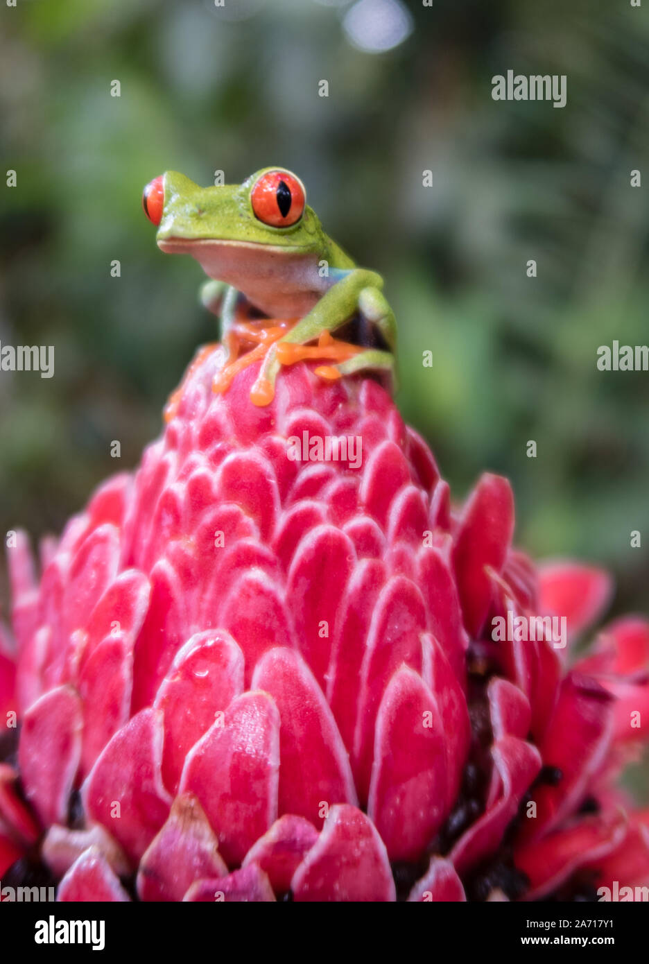 Costa Rica Red Eyed Tree Frog (Agalychnis callidryas). Frösche Himmel, Costa Rica, Mittelamerika. Stockfoto