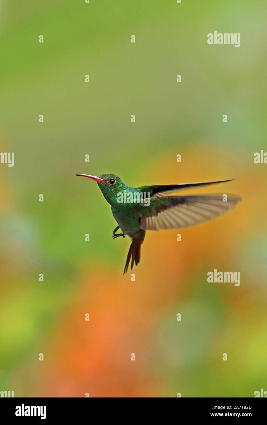 Rufous-Kolibri (Amazila tzacatl) Erwachsene im Flug Torti, Panama April tailed Stockfoto