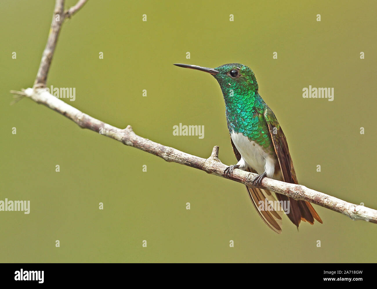 Snowy-bellied Kolibri (Amazilia Edward) Erwachsenen auf dem Zweig Torti, Panama April gehockt Stockfoto
