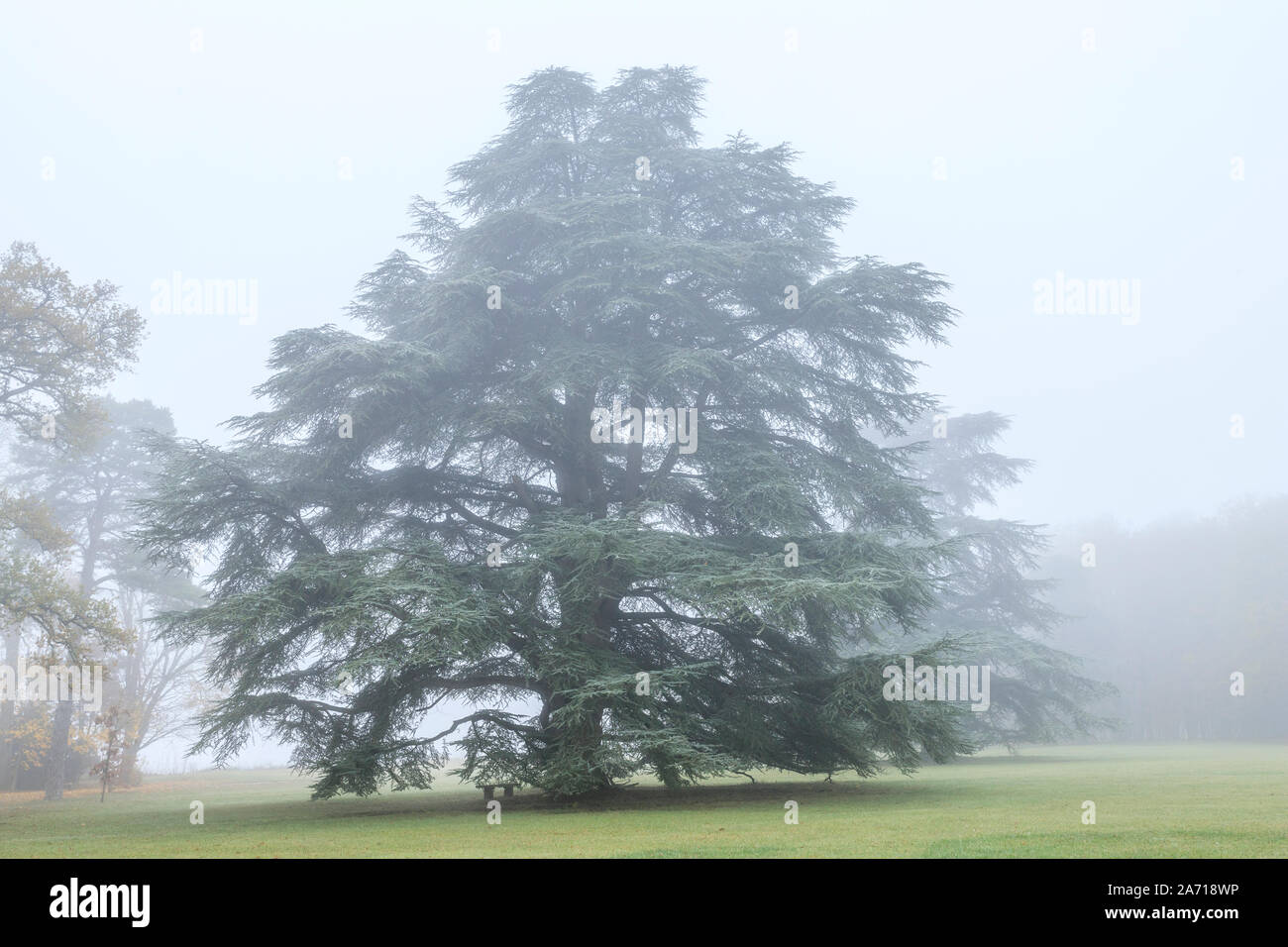 Frankreich, Maine et Loire, Loire-Tal UNESCO Weltkulturerbe, Cellettes, Chateau de Beauregard, Park und Gärten, Bicentennial Zeder (Cedrus) Stockfoto