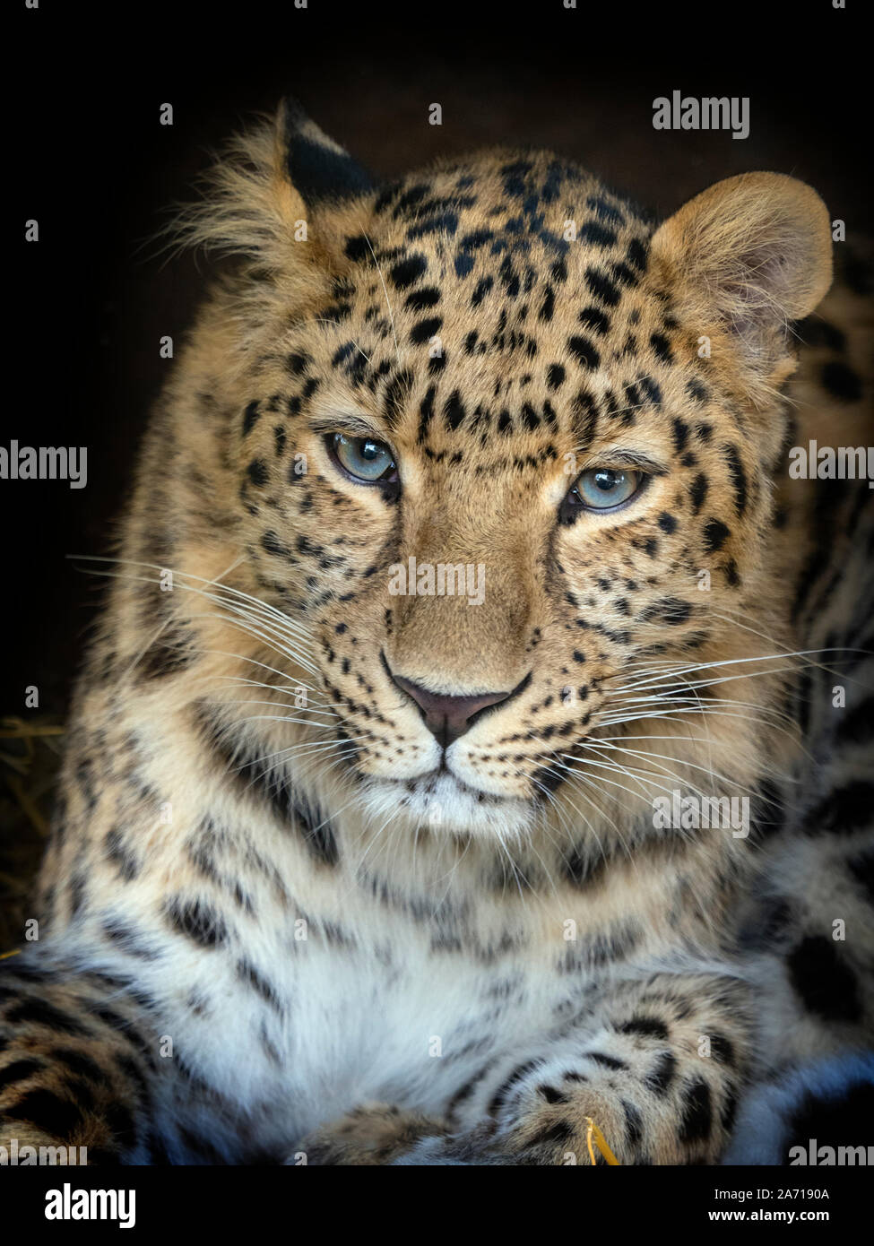 Amur leopard Panthera pardus orientalis CAPTIVE Stockfoto