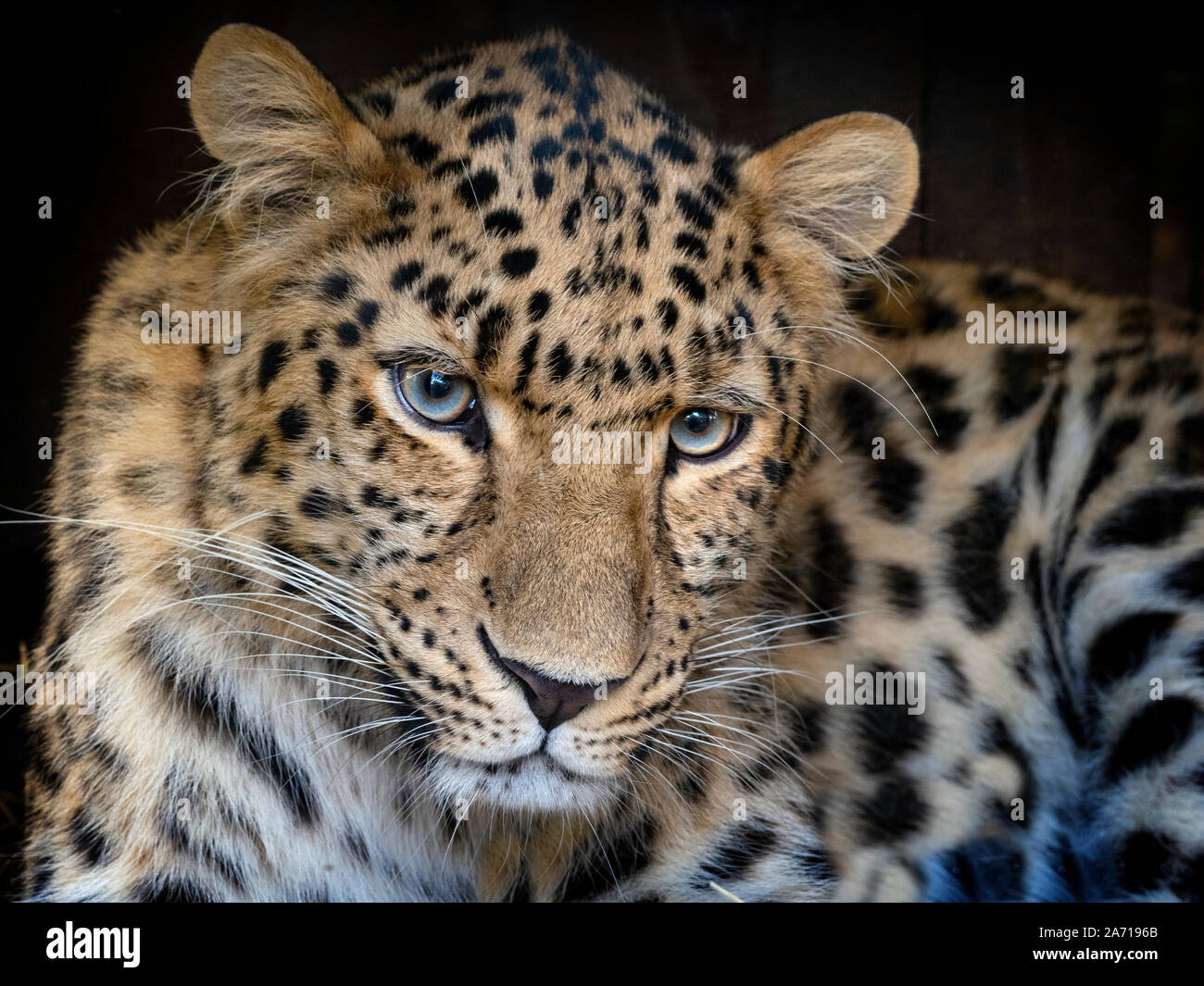 Amur leopard Panthera pardus orientalis CAPTIVE Stockfoto