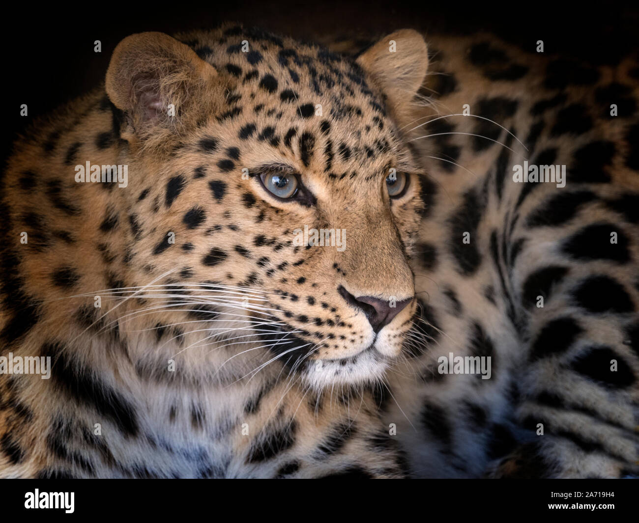 Amur leopard Panthera pardus orientalis CAPTIVE Stockfoto
