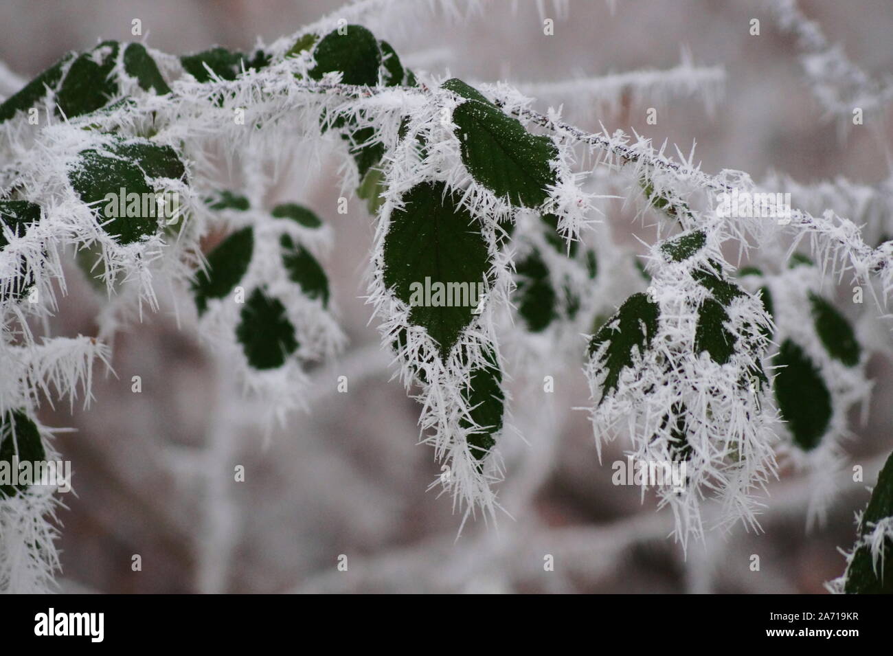 Szene im Wald im Winter mit Schnee und Eis Stockfoto