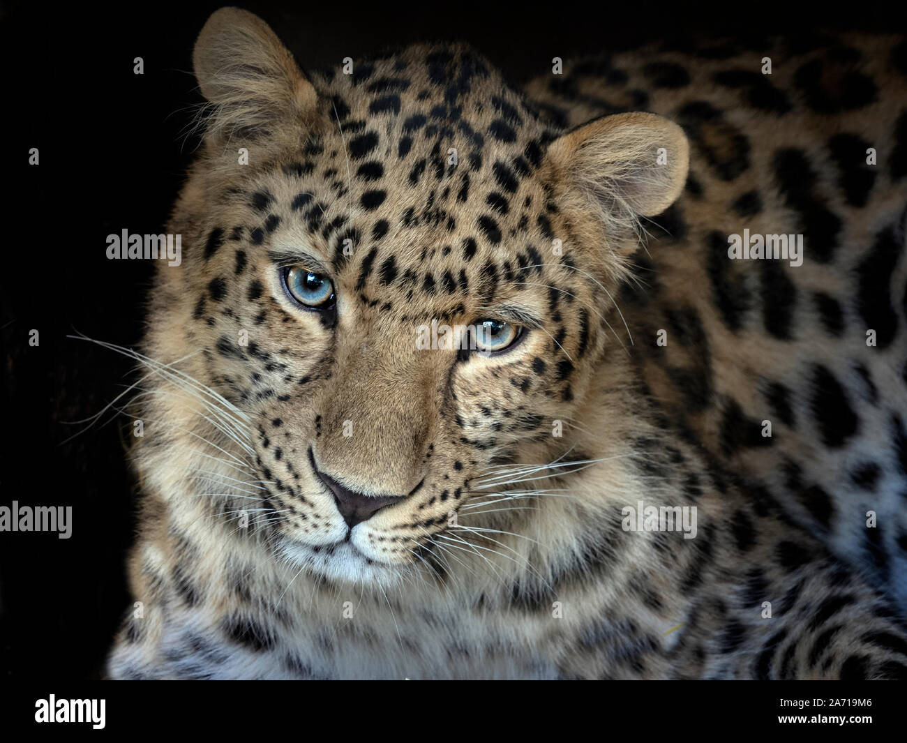 Amur leopard Panthera pardus orientalis CAPTIVE Stockfoto