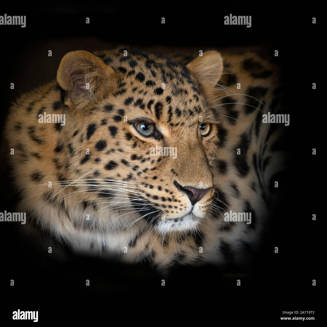 Amur leopard Panthera pardus orientalis CAPTIVE Stockfoto