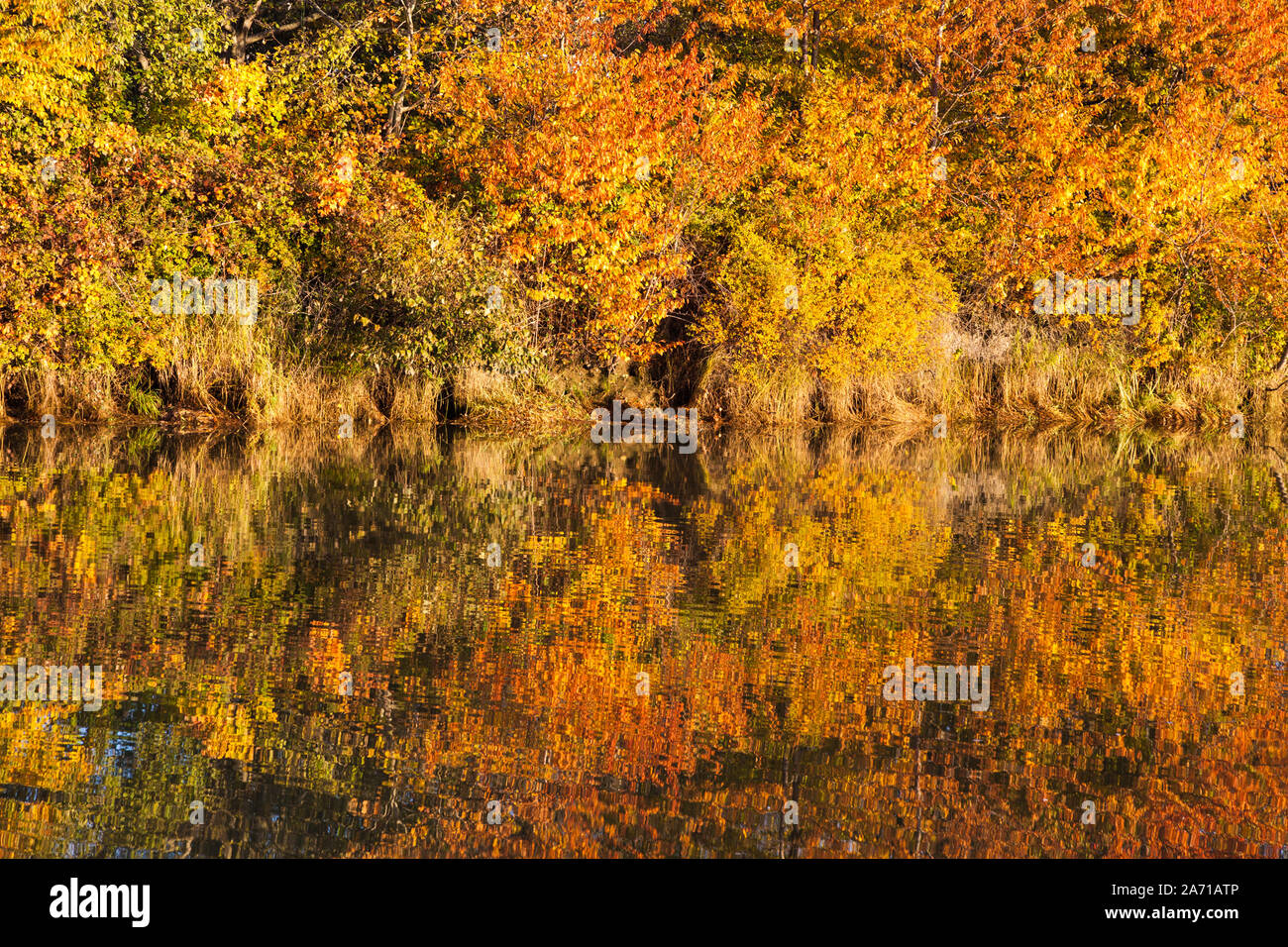 Farben des Herbstes in eine Flutwelle Pool in der Nähe von steveston British Columbia Kanada wider Stockfoto