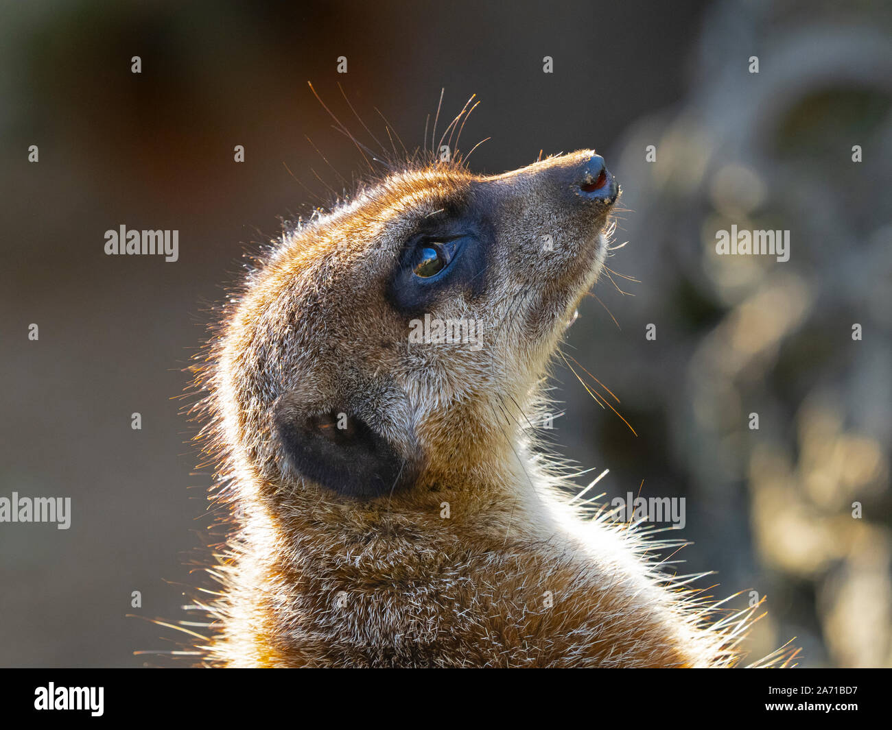 Erdmännchen oder erdmännchen Suricata suricatta Stockfoto