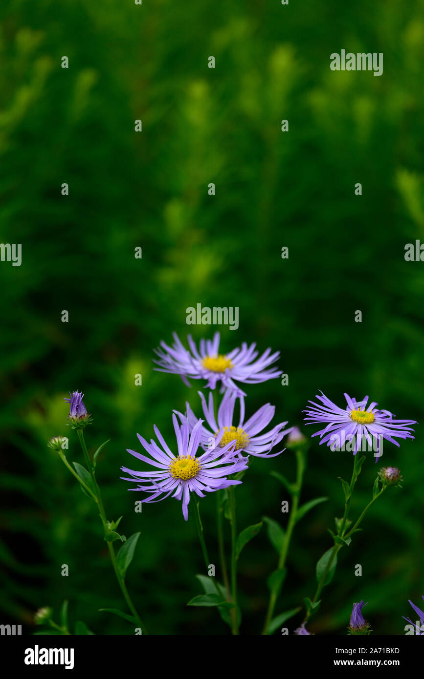 Aster x Frikartii monch, blau, Blume, Blumen, Astern, Stauden, Stauden, Spätsommer, Herbst, Herbst, Bloom, RM Floral Stockfoto