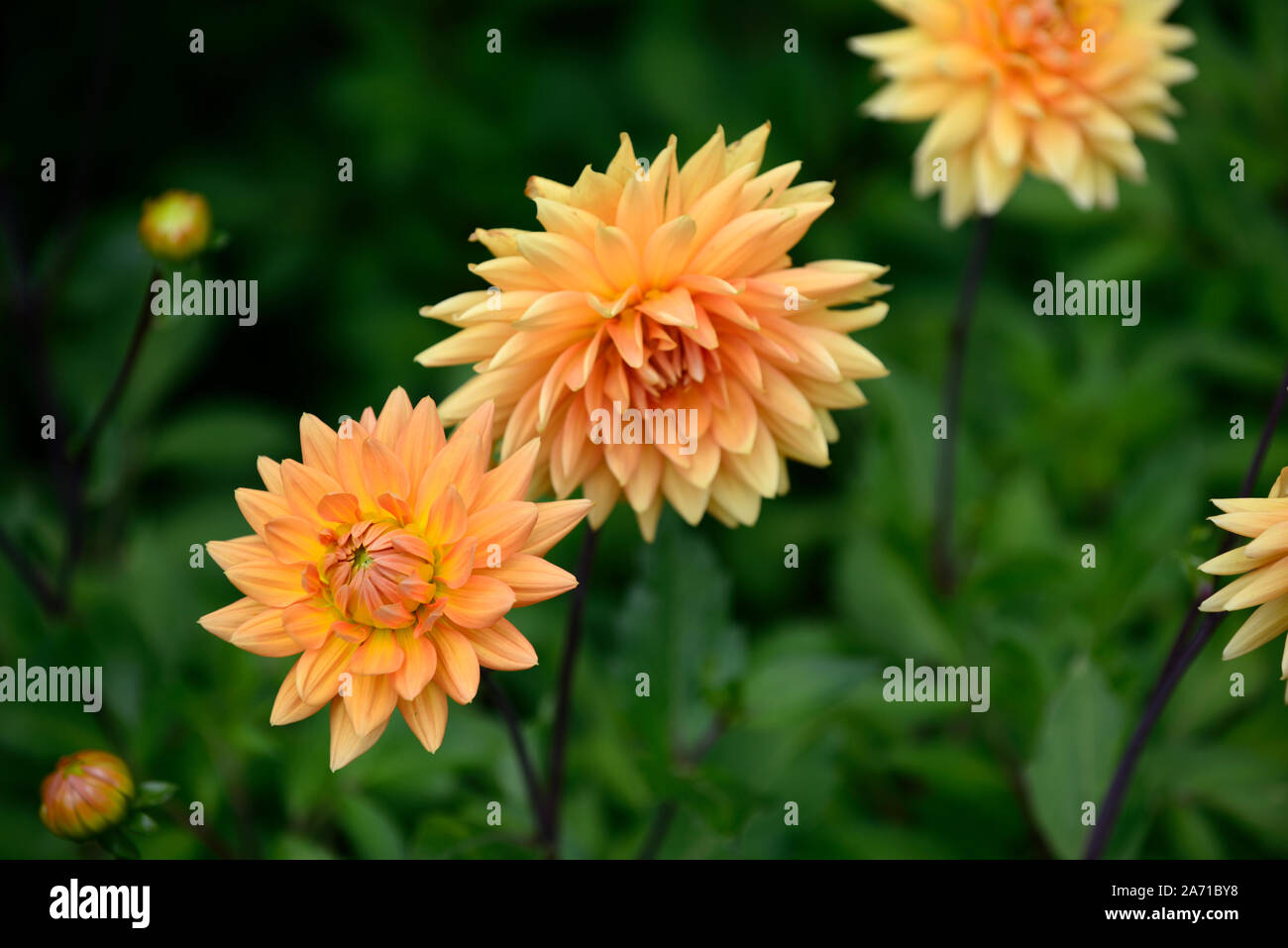 Dahlie radfo, Orange, Blume, Blumen, Blüte, Dahlien, RM Floral Stockfoto