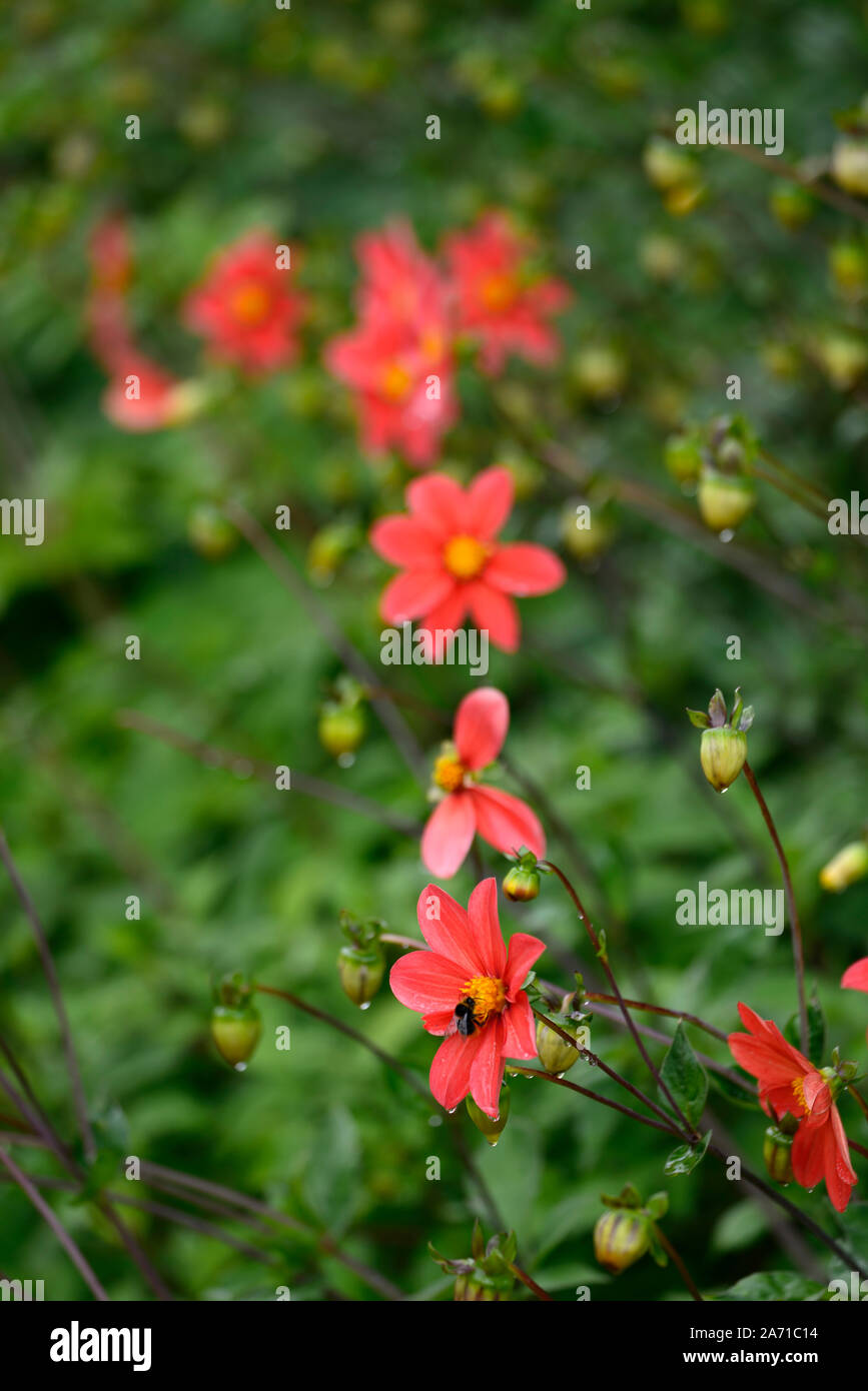 Dahlie, Rot, single, Blume, Blumen, Blüte, Dahlien, RM Floral Stockfoto
