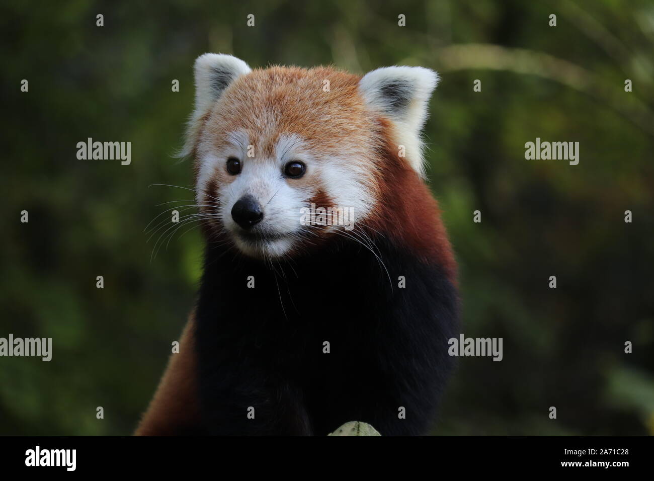 Männlich Roten Panda, Gawa (Ailurus fulgens) Stockfoto