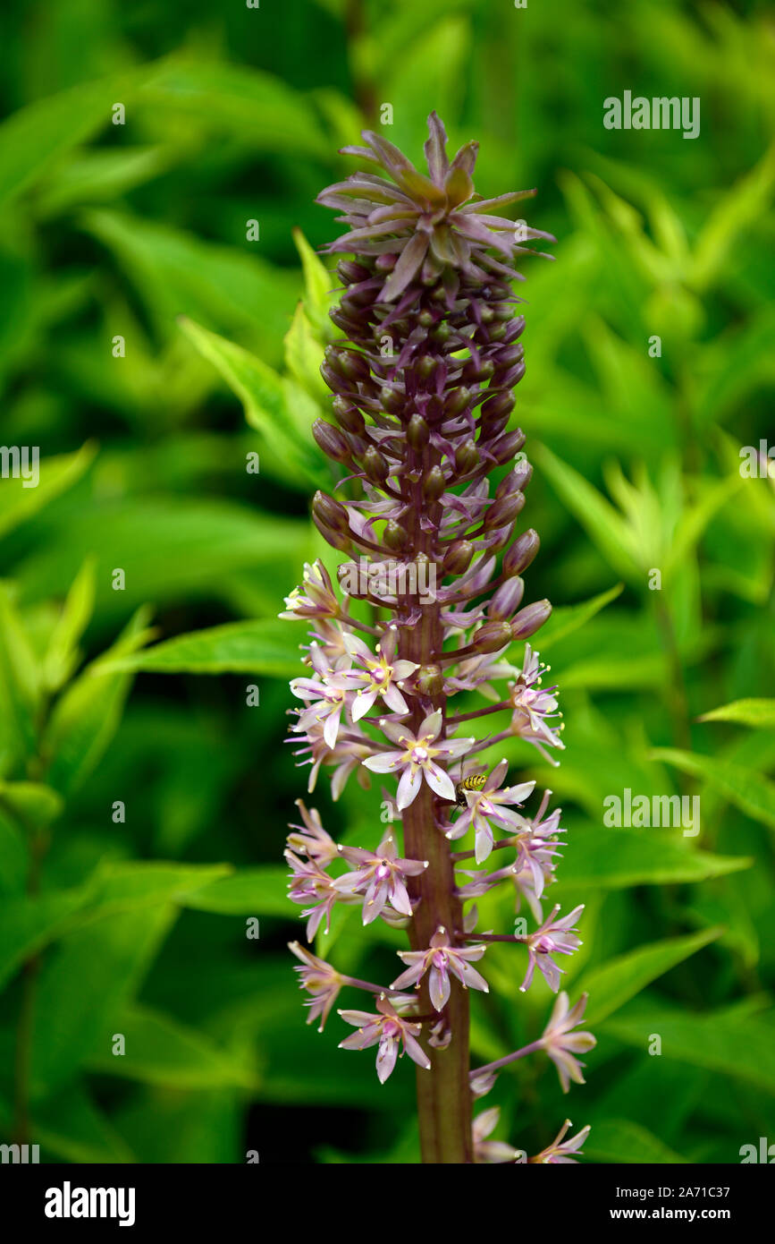 Eucomis comosa Schaumwein Burgund, Ananas Lily, Blütenstände, raceme, rot-violett, grünen Hüllblatt, Deckblätter, Blume, Blumen, Blüte, RM Floral Stockfoto