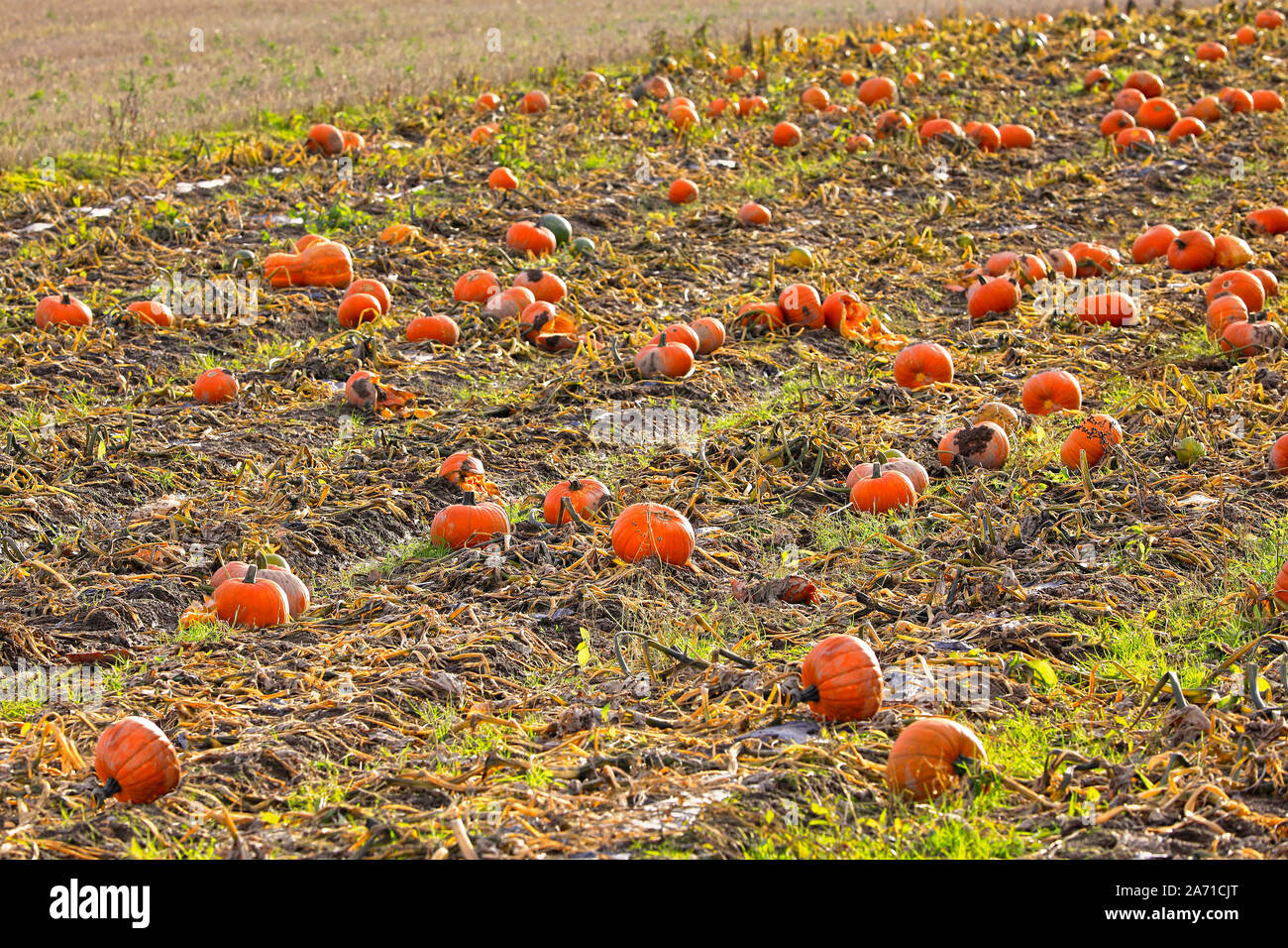 Kürbisse wachsen auf ein Feld an einem kalten Tag Anfang Oktober im Süden Finnlands. Geringe Tiefenschärfe. Stockfoto