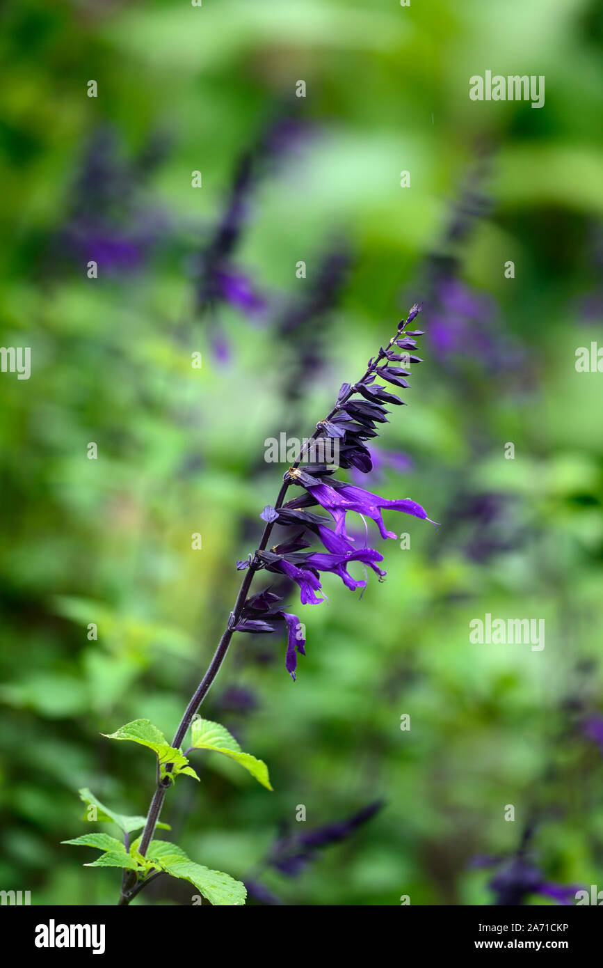 Salvia Amistad, Lila, Salbei, Weisen, Blume, Blumen, Blüten, zart