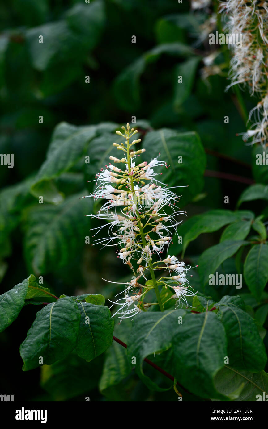 Bottlebrush Roßkastanie, Aesculus parviflora, Blütenstand, Blüten, Blumen, blühen, baum, bäume, wuchernde sommergrüne Strauch, RM Floral Stockfoto