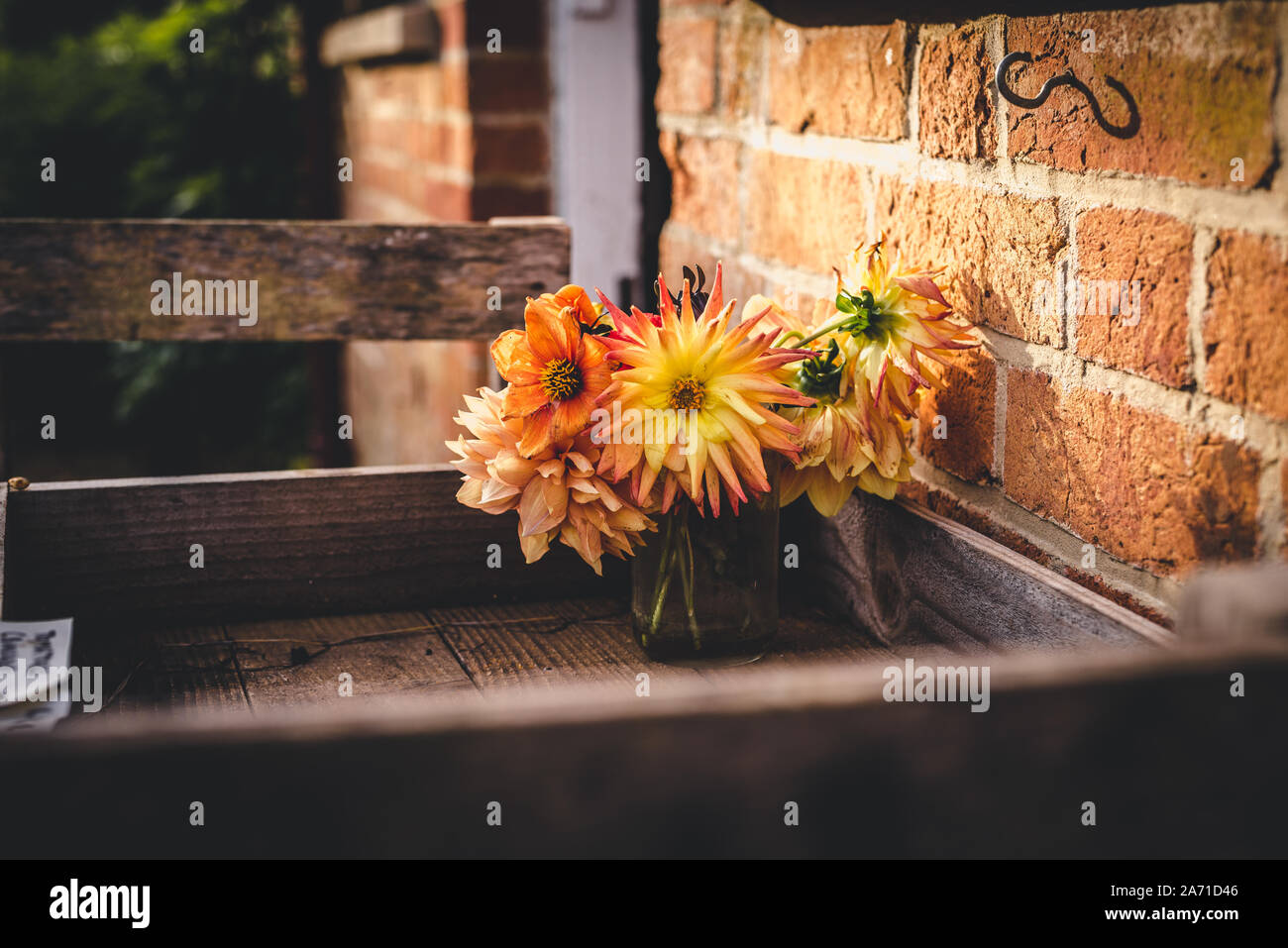 A FADING Vase von Dahlia Blumen sitzen in einem hölzernen Fach an einem kühlen Herbsttag Stockfoto