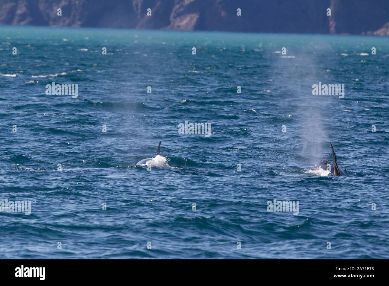 Der schwertwal oder Orca, Orcinus orca an Kenai Fjords National Park in der Kenai Halbinsel Borough in Alaska in der Nähe von Seward. Stockfoto