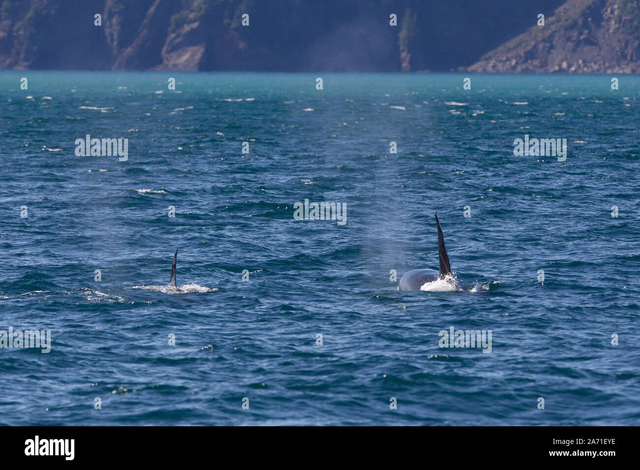 Der schwertwal oder Orca, Orcinus orca an Kenai Fjords National Park in der Kenai Halbinsel Borough in Alaska in der Nähe von Seward. Stockfoto